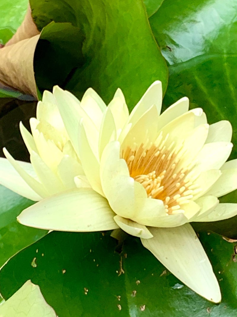 睡蓮 N.'Shizuku'【シズク】 | ミロク ラボ | Miroku Waterlily Laboratory